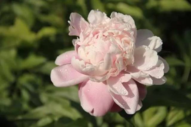 中国芍药花容绰约,美极了!