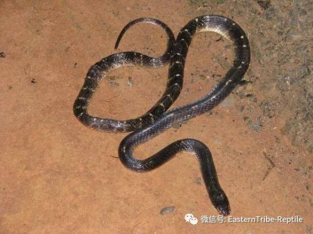 【东邪图鉴】亚洲陆生蛇类第一毒