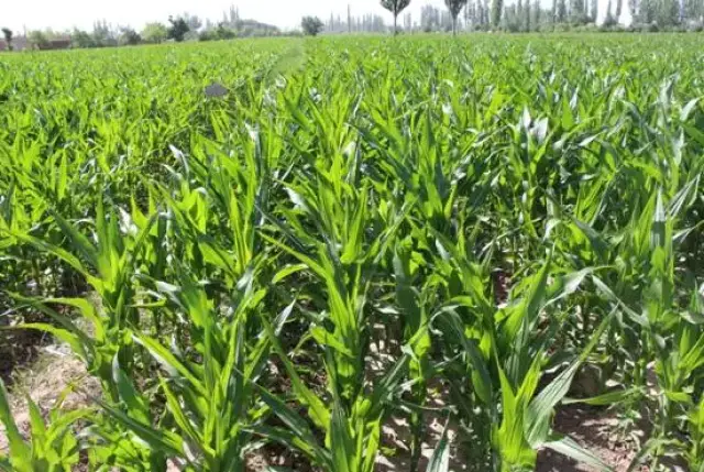 玉米拔节,孕穗期的管理要点都在这里!