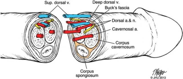 如何获取一个人类男性生殖器在勃起状态下的标本