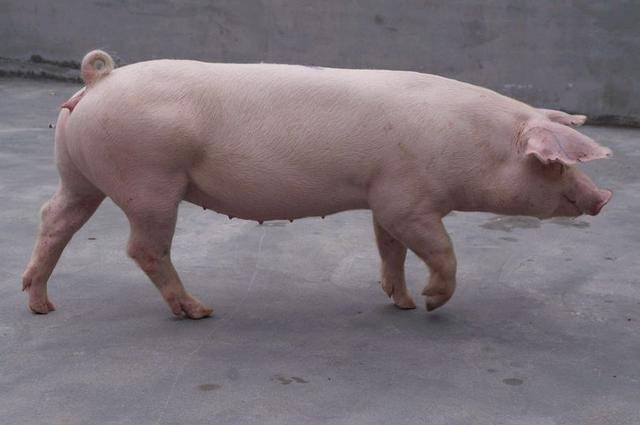 除了长白,大白,杜洛克,我国还有这些优良品种,你知道几个?