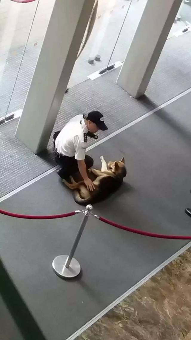 领养母狗逼迫其卖淫,沾着血的钱你敢要吗?