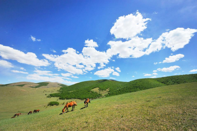 來壩上草原旅遊,到中國馬鎮歇腳——旅遊攻略