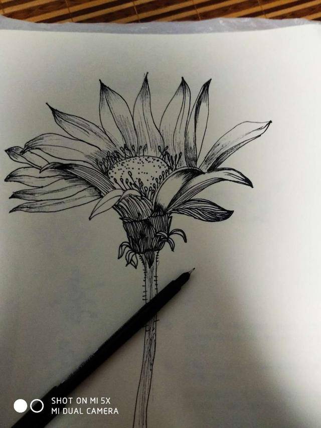 22,苦菜花的钢笔画