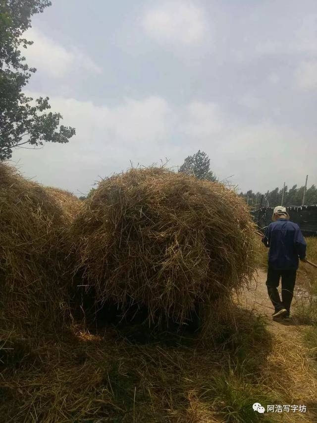 路边有了一个麦秧垛子.