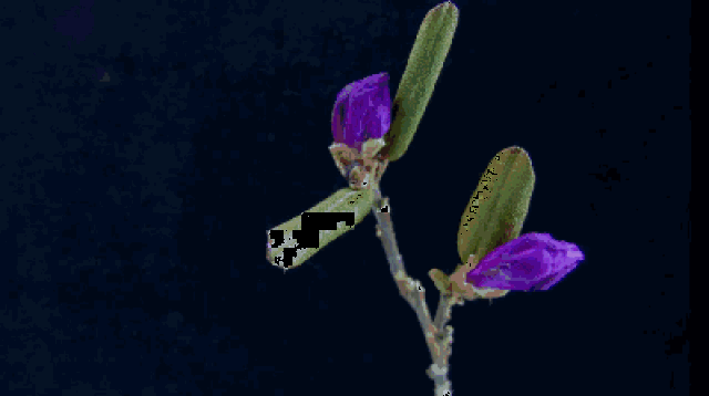 花朵动图特效图片