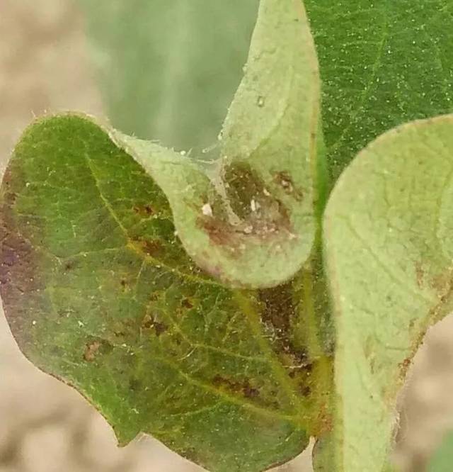 预计: 6月中下旬高温,大风天气及农事活动对棉叶螨的发生扩散十分有利