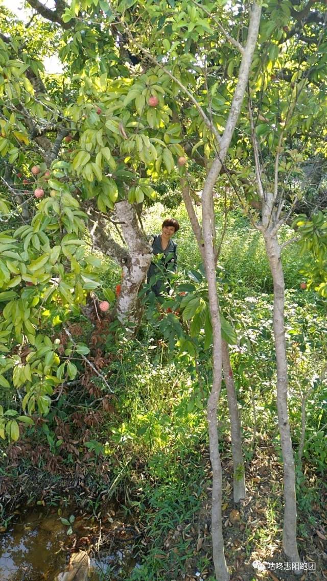 當天下午, 我們組團到了平潭中學附近的荔枝果園, 就像蝗蟲過境,草木