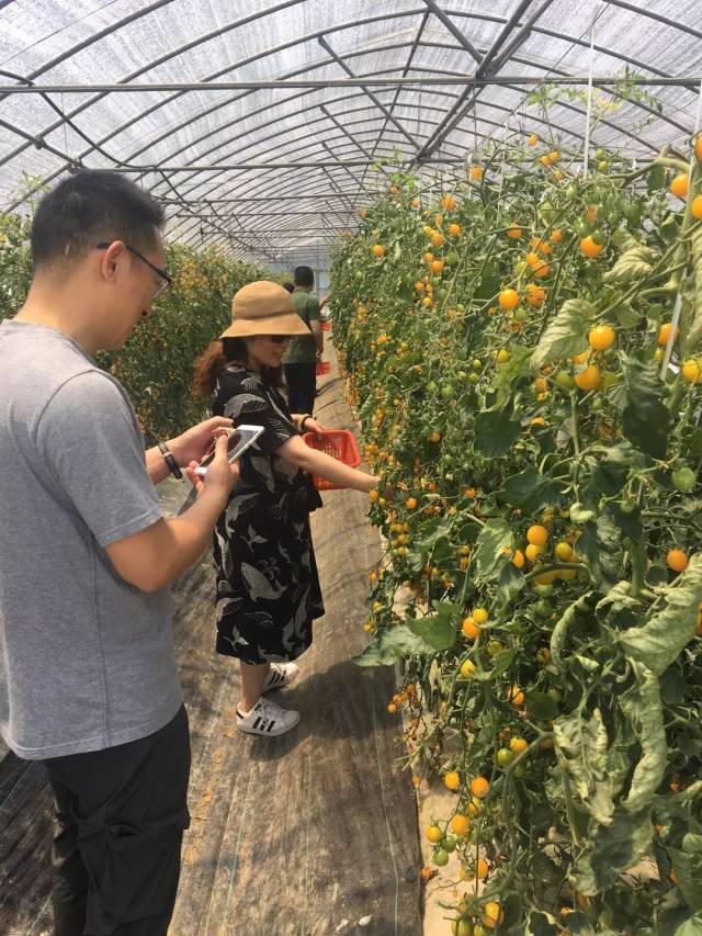 游客在廊优果蔬生产基地采摘小番茄