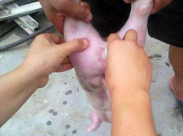 养猪场的公猪阉割要点,带你看看阉猪的完整过程