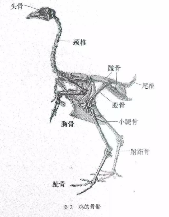 鸡骨结构图图片