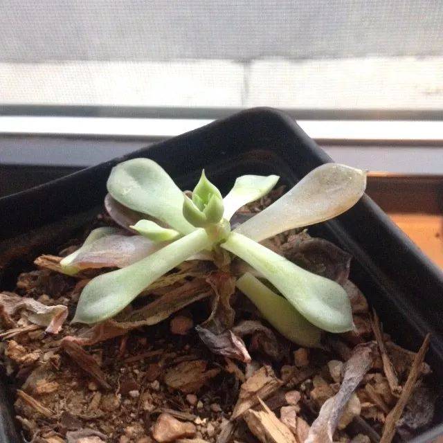 将多肉植物养死的七大原因,你做错了哪一点呢