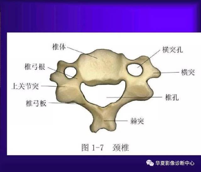 犁骨位置图片,犁骨位置,腭骨的位置图片_大山谷图库
