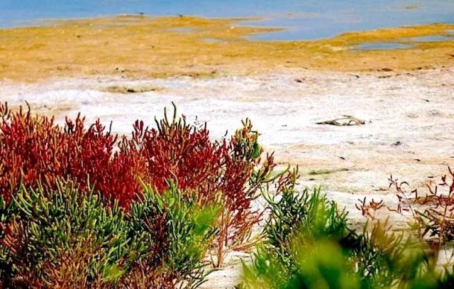 会"发红"的盐地碱蓬(suaeda salsa)