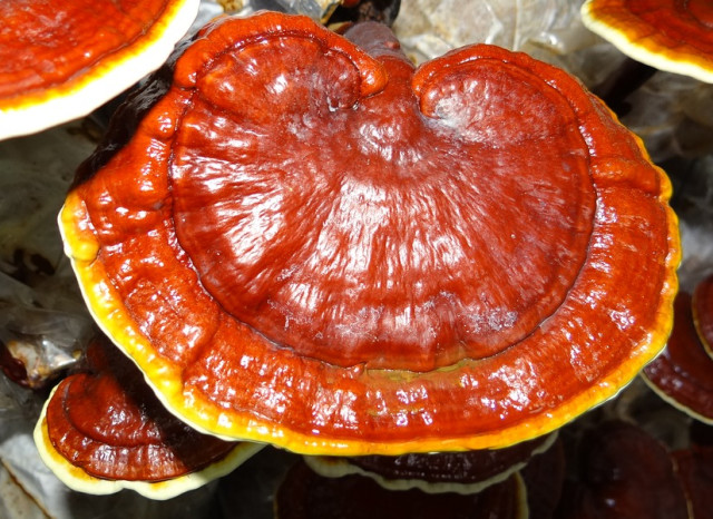 霍山:灵芝为上品,赤芝上上品