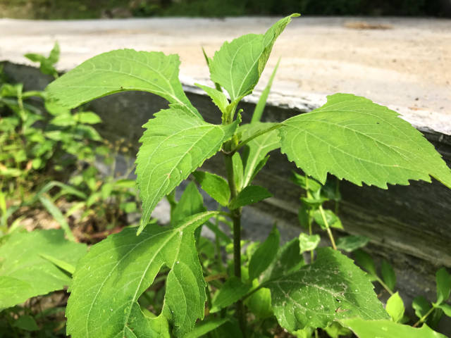 植物肥猪苗图片