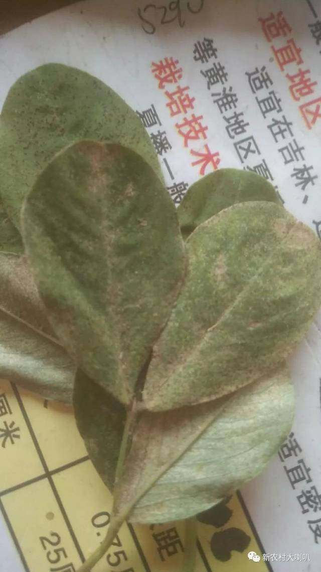 花生红蜘蛛病害图片图片