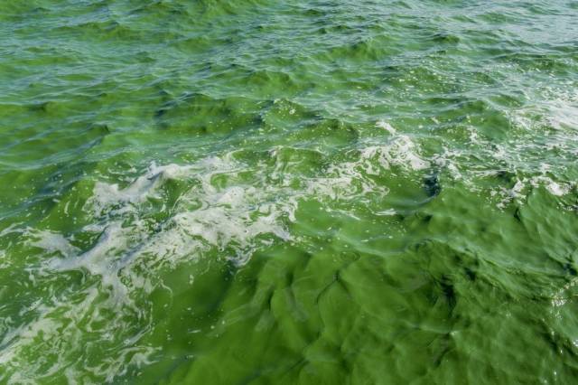 云南昆明滇池:湖水绿的像油漆,掉下去淹不死也恶心死了