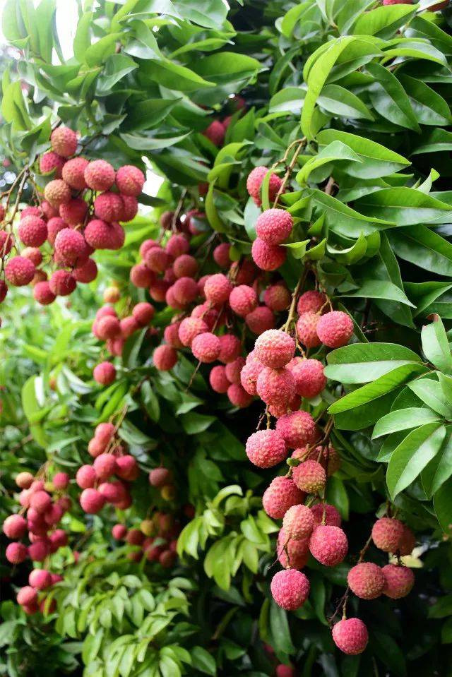 荔城二小的荔枝熟了!师生家长齐分享!