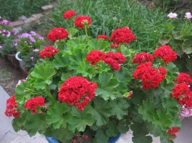 花期超长的10种花,栽几盆在家中,一年四季都有花可以欣赏!