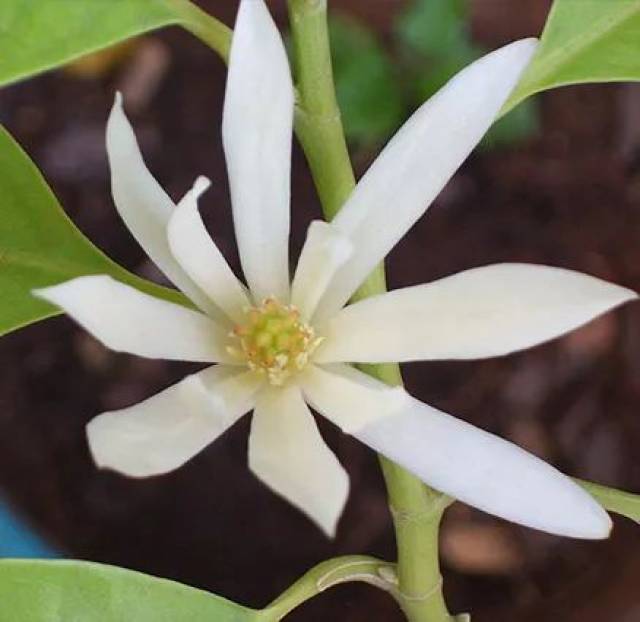 champaca)的学名很像,其实它们的植株外观也非常相似.