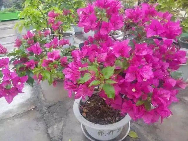 花期超长的10种花,栽几盆在家中,一年四季都有花可以欣赏!