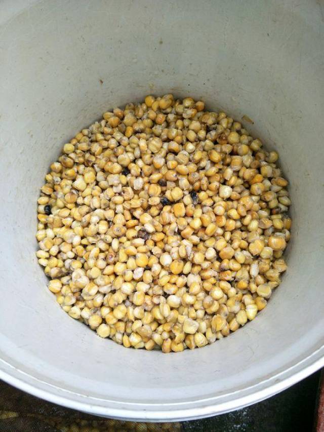 鲲牌自己做老坛玉米打窝钓的全是鲤鱼,效果完爆小药饵料!_手机搜狐网