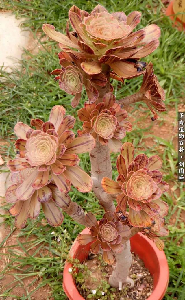 镜狮子,古老而稀缺的品种,下一步法师品种的走向