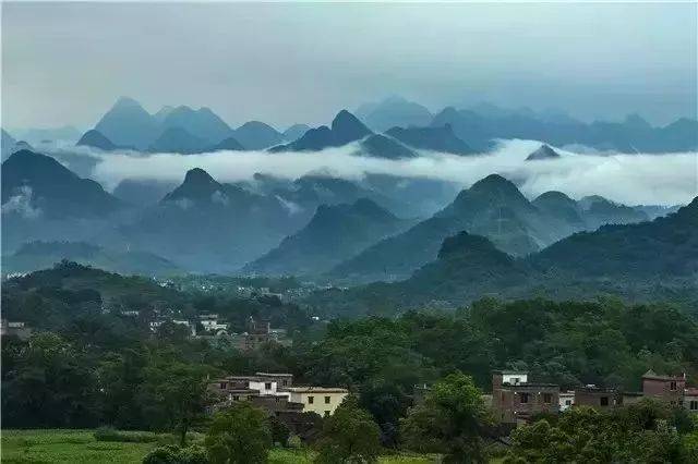 阳山岭背镇 百亩荷花齐绽放, 清雅动人惹人醉 灼灼荷花瑞,亭亭出水中