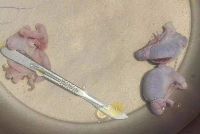 养猪场的公猪阉割要点,带你看看阉猪的完整过程