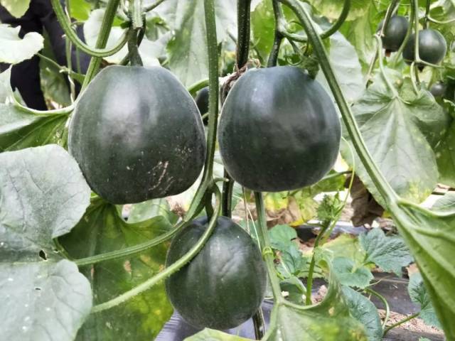 莘县瓜农告急"天津德瑞特"博洋甜瓜种最后一波预定,抽大奖