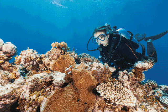 大堡礁小报图片