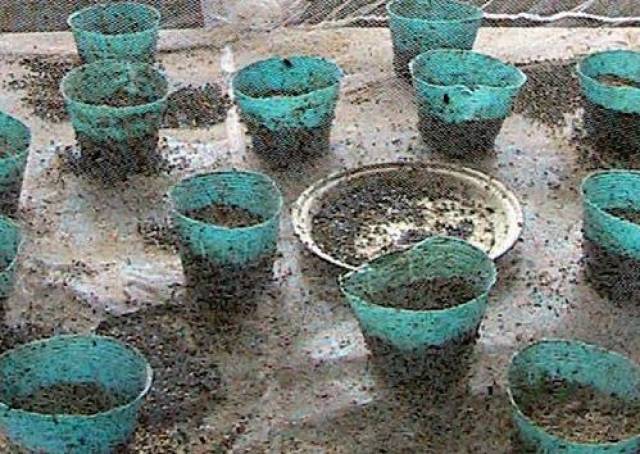 男子60岁创业,400亩荒地,用无菌蝇蛆养鸡