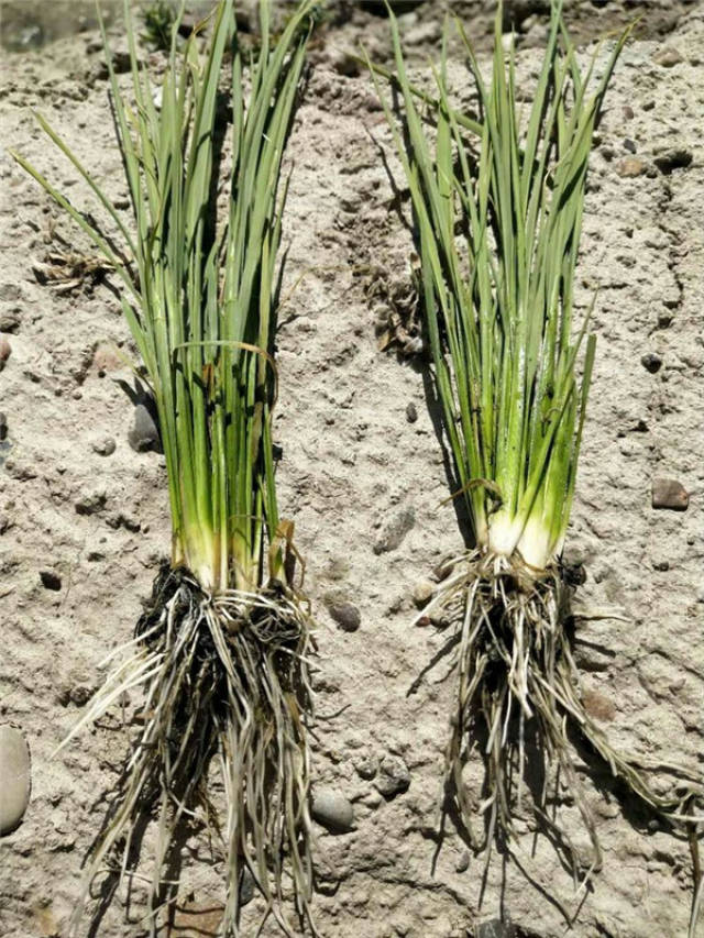 新疆报道 土秀才,永不停止的脚步