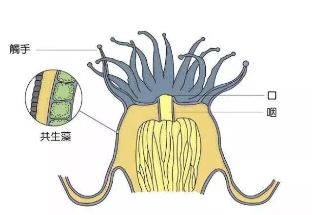 珊瑚白化原因图片