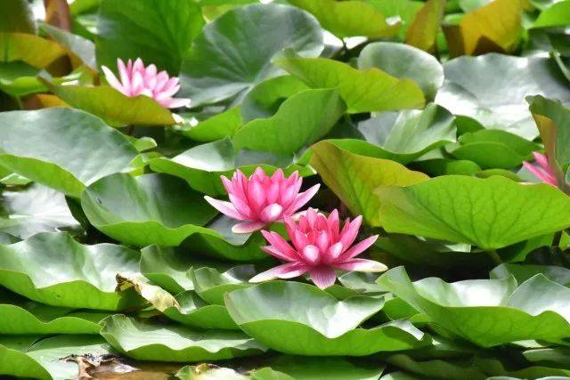 亭亭净植,不蔓不枝 荷花池的一池花美人有的虽已盛装而立