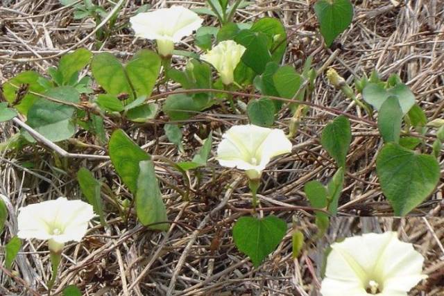 如皋市境内常见的双子叶植物门合瓣花亚纲二