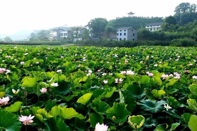 龍泉柏臨河, 小溪塔郭家灣 鴉鵲嶺木魚山,宜昌兒童公園 都有成片的