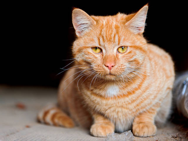 怎么分辨毒猫罐头,怎么看毒猫罐头