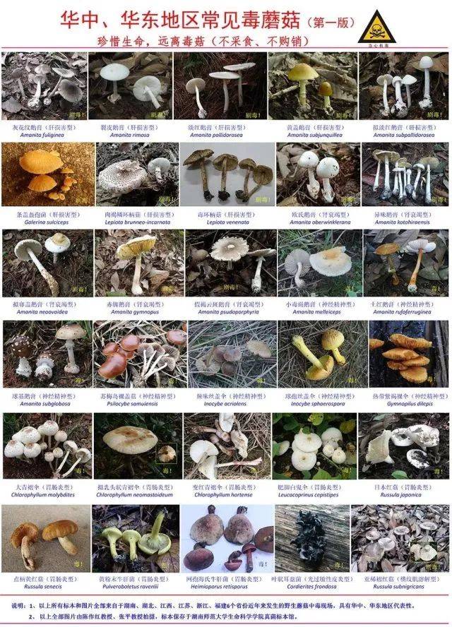 近期我省进入毒蘑菇中毒高发季节 丽水市疾控中心提醒:不采,不买,不卖