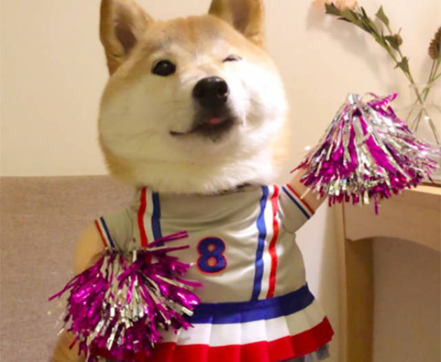 柴犬主人沉迷世界杯无法自拔,将柴犬打扮成啦啦队为球队助威