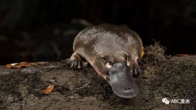 除了"大卫"这只鸭嘴兽之外,机场还经常见到针鼹鼠(echidna)这样的小