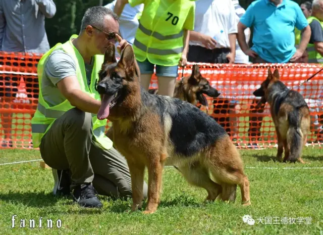 塞尔维亚牧羊犬图片