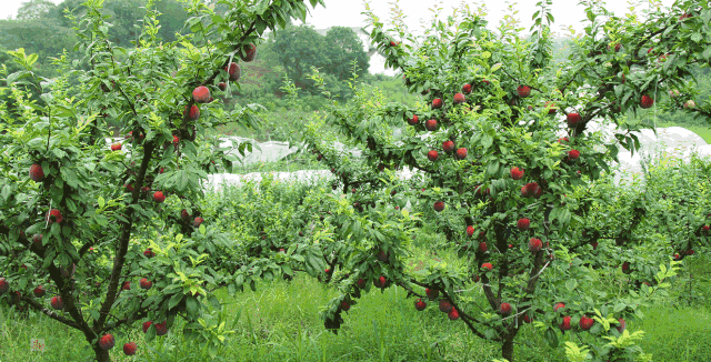 今天带大家去泸州最大的水果有机种植基地——丹林梨花源摘水果,赏