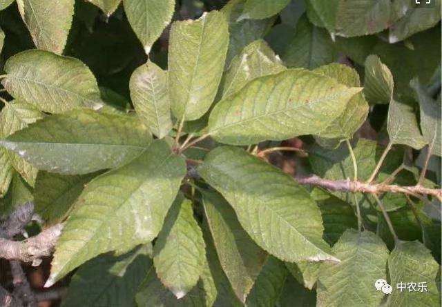 近期要谨防苹果全爪螨,避免危害严重