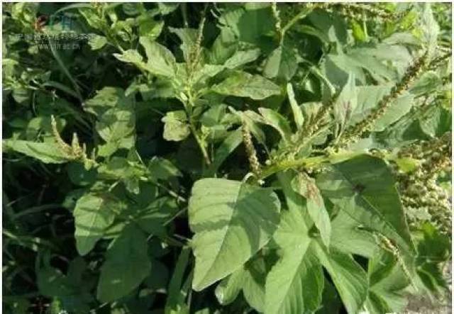 路边的野草,其实是治病的法宝,你知道多少?