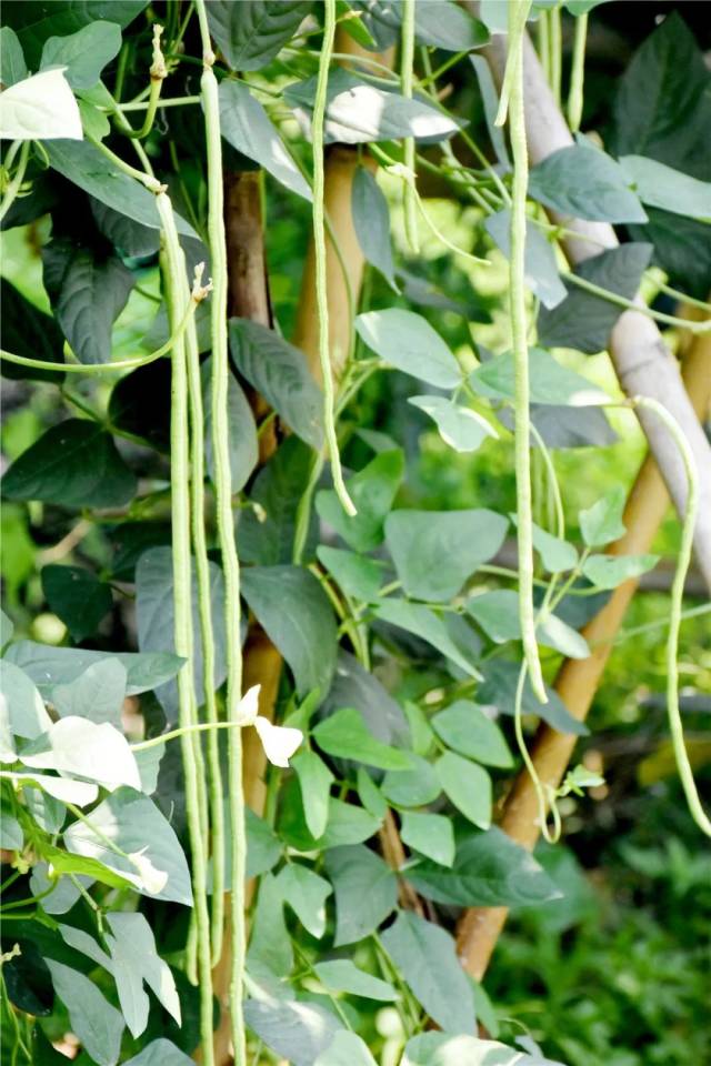 黄皮篇 黄皮,6月20日上市 还有豆角,秋葵,冬瓜,玉米等等原生态蔬菜,够