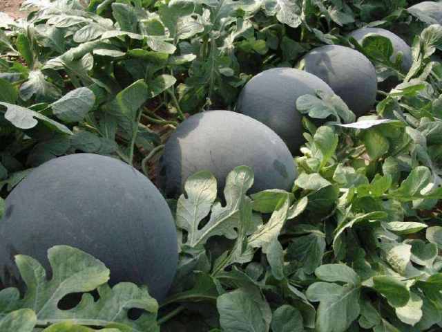在农村,以前那种又黑又甜的黑皮西瓜,为什么现在没人种了?_手机搜狐网