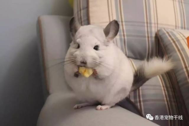 龙猫多少钱一只