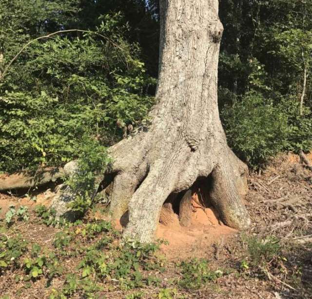  这棵树大概有上千年的历史了,树根像个手一样,牢牢抓住地面.